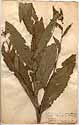 Carduus serratuloides L., front