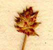 Carex capitata Sol. ap. L., inflorescens x8