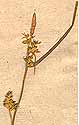 Carex pallescens L., ax