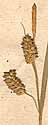 Carex pallescens L., ax