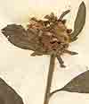 Carpesium cernuum L., blomställning x8