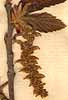 Carpinus betulus L., närbild x8