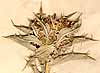 Carthamus lanatus L., blomställning x8