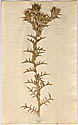 Carthamus lanatus L., framsida