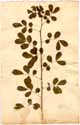 Cassia bicapsularis L., framsida