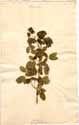 Cassia bicapsularis L., front