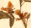 Cassia chamaecrista L., flowers x4