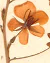 Cassia chamaecrista L., blommor x4