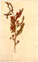 Cassia chamaecrista L., framsida