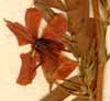 Cassia chamaecrista L., blommor x6
