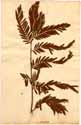 Cassia glandulosa L., front