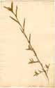 Cassia nictitans L., framsida