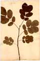 Cassia obtusifolia L., front