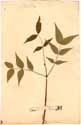 Cassia occidentalis L., framsida