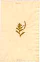 Cassia pilosa L., front