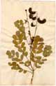 Cassia planisiliqua L., front