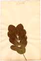 Cassia planisiliqua L., framsida