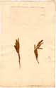 Cassia procumbens L., framsida