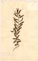 Cassia procumbens L., front