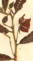 Cassia procumbens L., inflorescens x6