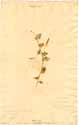 Cassia serpens L., front