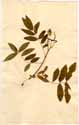 Cassia sophera L., front