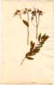 Cassia sophera L., framsida