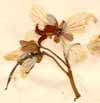 Cassia sophera L., flower x4