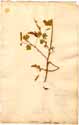 Cassia viminea L., front