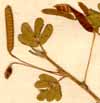 Cassia viminea L., fruits x4