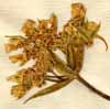 Caucalis daucoides L., inflorescens x6
