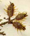 Caucalis daucoides L., blomställning x8