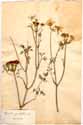 Caucalis grandiflora L., framsida