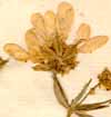 Caucalis grandiflora L., blomställning x7
