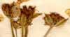 Caucalis grandiflora L., inflorescens x7