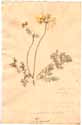 Caucalis grandiflora L., framsida