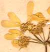 Caucalis grandiflora L., inflorescens x7