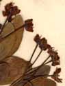 Celastrus pyracanthus L., inflorescens x6