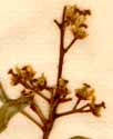 Celastrus scandens L., blomställning x8