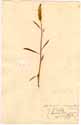 Celosia argentea L., front