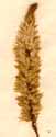 Celosia argentea L., inflorescens x6