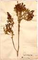 Celosia cristata L. var. comosa, front