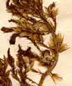 Celosia cristata L. var. comosa, inflorescens x4