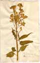 Celosia cristata L. var. castrensis, front