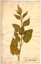 Celosia cristata L. var. coccinea, front