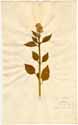 Celosia cristata L., front