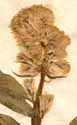Celosia cristata L., inflorescens x6