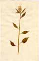 Celosia cristata L., front