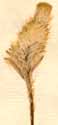 Celosia cristata L. var. coccinea, inflorescens x6