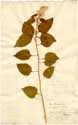 Celosia margaritacea L., front